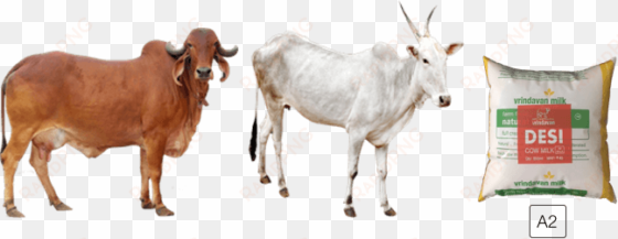 cow png images download - a2 cow