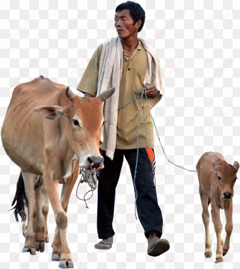 cow transparent calf png - hamba bilkis akhomo hasan & simana new bangla natok