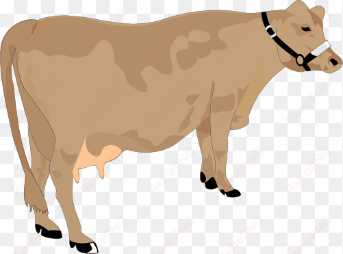 cow vector - cattle