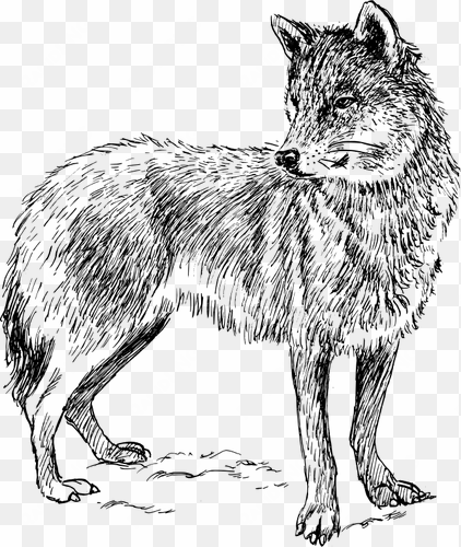 coyote clipart arctic wolf - real animal colouring pages