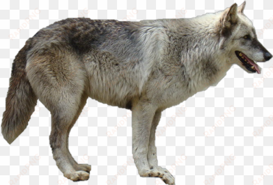 coyote clipart white background - gray wolf no background