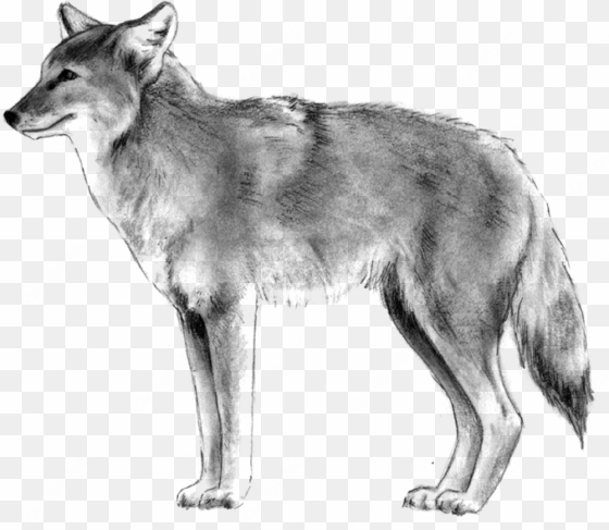 coyote - tamaskan dog