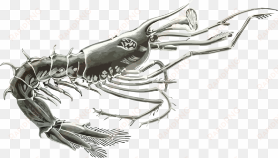 crab drawing crustacean computer icons shrimp - clip art