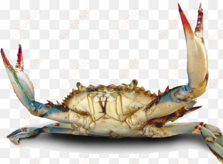 crab png file - maryland blue crab alive