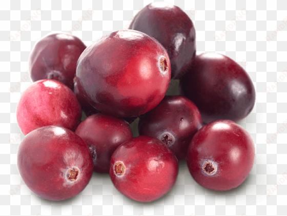 cranberry - fruit cranberries