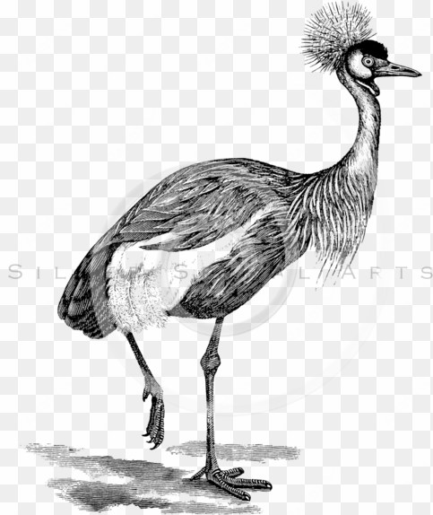 crane bird png