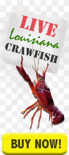 Crawfish Buy Crawfish Now - Live And Boiled Crawfish transparent png image