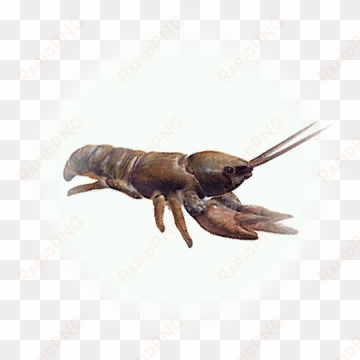 crawfish - icon - homarus gammarus