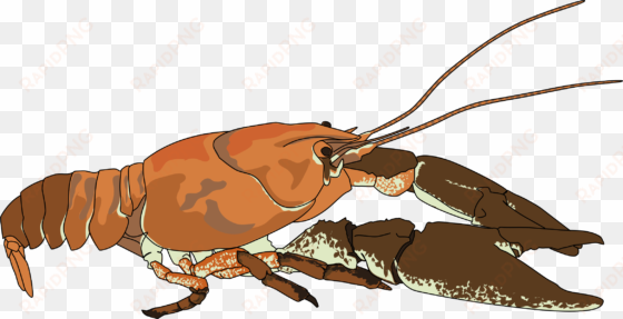 crayfish austropotamobius pallipes lobster crustacean - crayfish clipart
