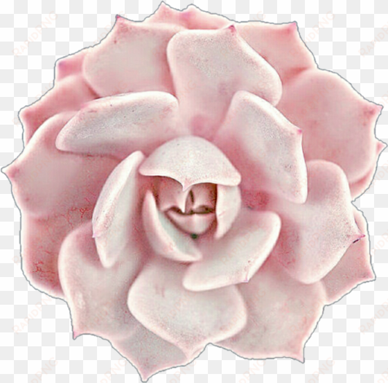 creamy pink succulent rose by jeanicebartzen27 on deviantart - pink succulent clip art