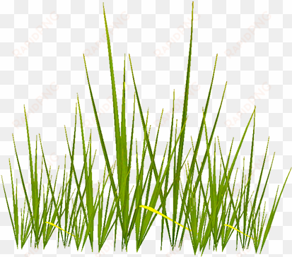 created with photoshop and my wacom tablet, a photograph - grass texture with alpha
