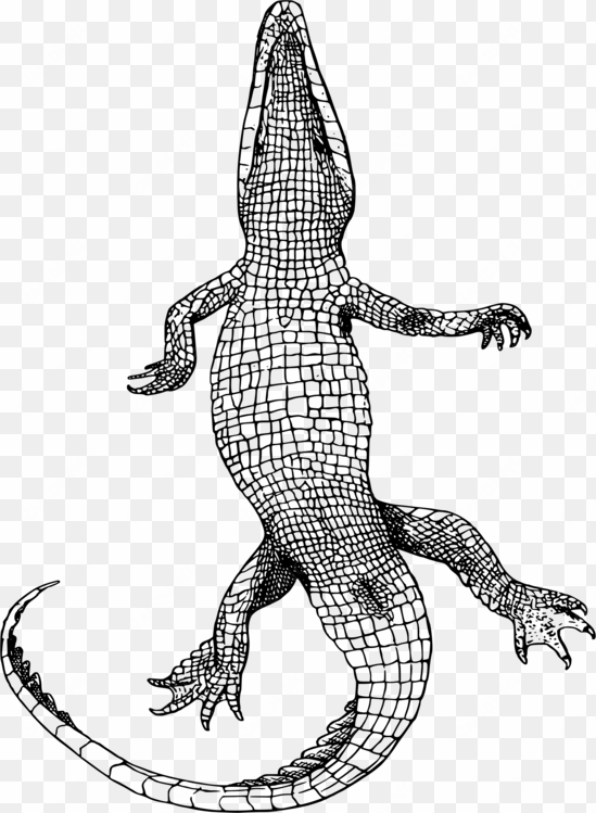 crocodile clip american alligator line art computer - bottom of an alligator