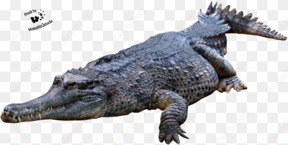 crocodile, gator png - crocodile png transparent