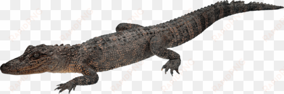 crocodile walking - crocodile with transparent background