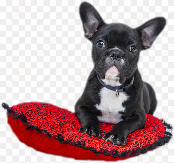 cropped bulldog 1941428 1280 - cute dog on heart cushion note cards