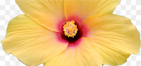 cropped hibiscus yellow trans - hawaiian hibiscus
