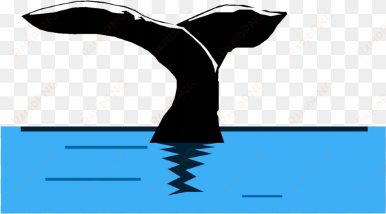 cropped tpeci whale