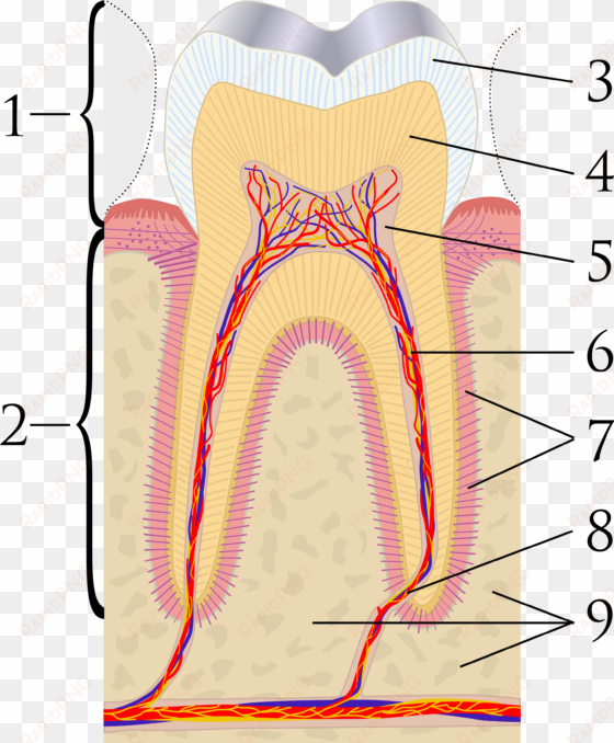 cross sections of teeth labels - tooth structure no labels