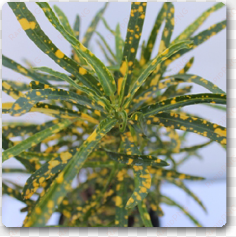 croton gold dust , codiaeum variegatum punctatum aureum - garden croton