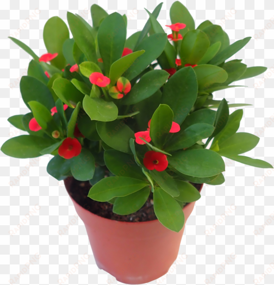 crown of thorns plant png graphic library download - portable network graphics