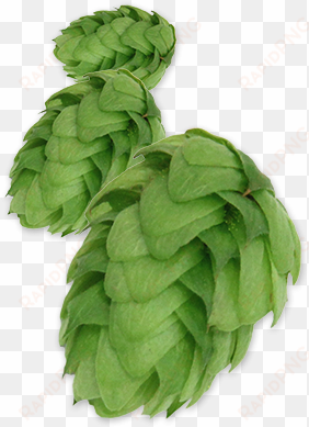 crystal pellet hops michigan grown - expired spinach