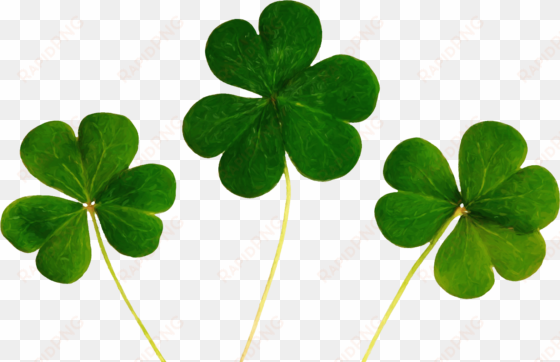 cs painted shamrocks - good luck symbols