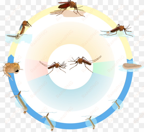 culex mosquito life cycle nol text - life cycle of culex mosquito