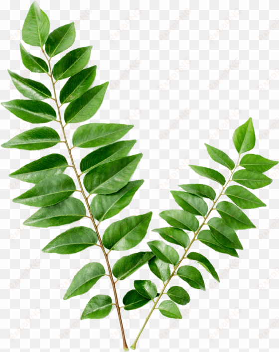 curry leaf kari patta
