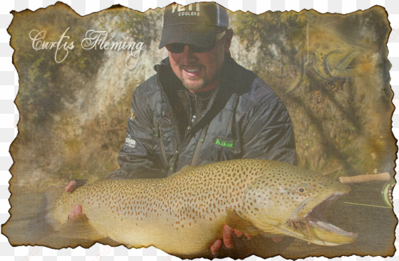 curtis fleming - brown trout