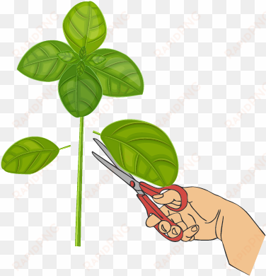 cut branches - cutting plant png