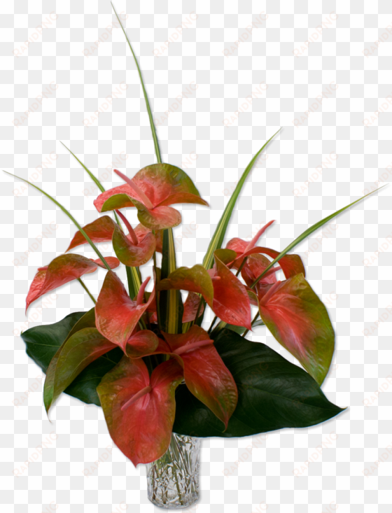 cute anthurium pink tropical flower lovely and green - hawaiian flowers bouquet transparent