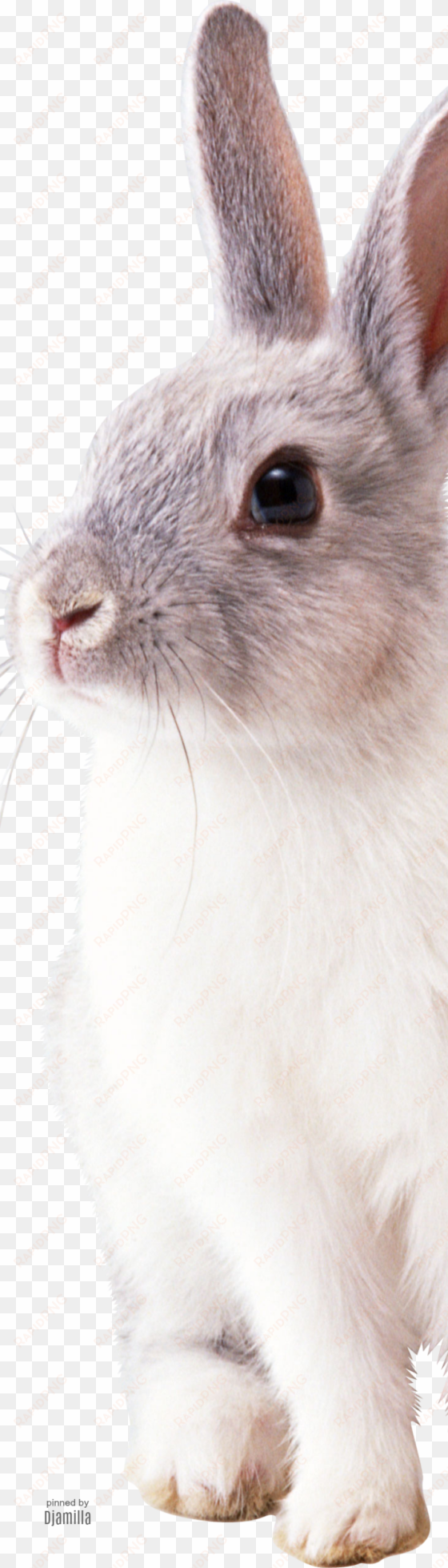 Cute Bunny Rabbit Png, Bunny Rabbits, Dwarf Bunnies, - White Rabbit Png transparent png image