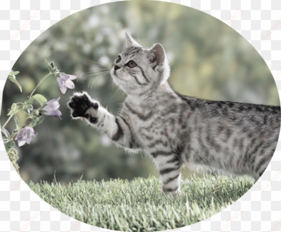 cute cat 4k nature wallpaper - nice picture of a cat