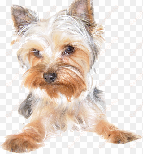 cute dog - silky terrier