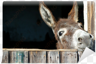 cute donkey note cards (pk of 20)