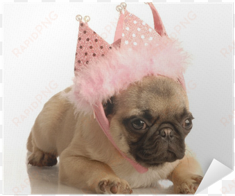 cute fawn pug puppy wearing pink tiara poster • pixers® - puppy