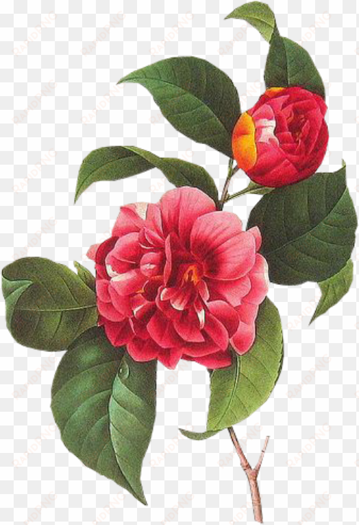 cute flower pastel spring png overlay edits edit kpoped - vintage botanical illustrations public domain