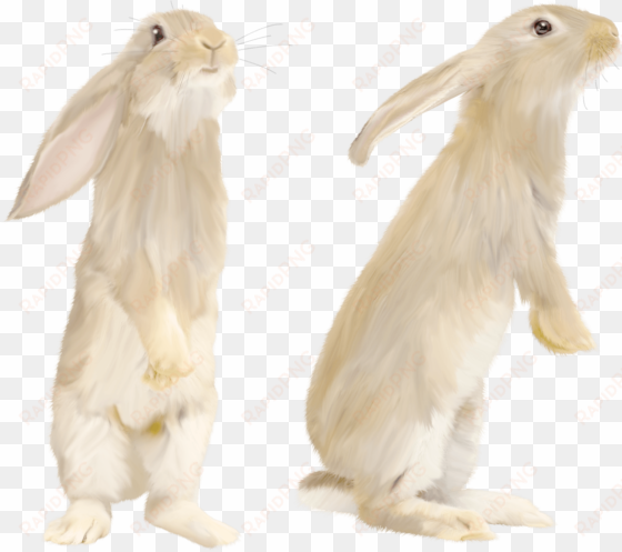 cute gray rabbit standing on his feet - white rabbit png