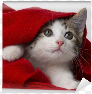 cute kitten playing with a red scarf wall mural • pixers® - auf samtpfoten durch den advent