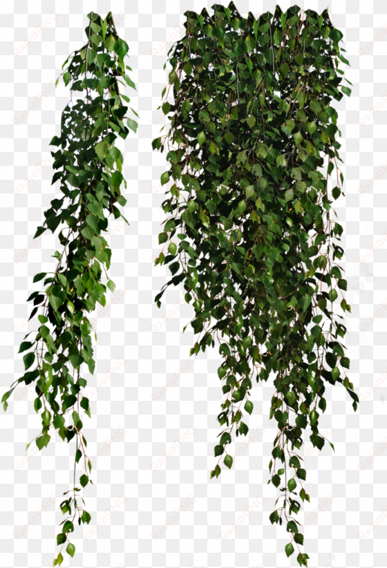 cutout plant hanging pinterest - cottingley secret by hazel gaynor