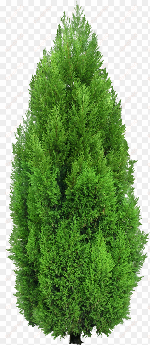 cypress tree png clipart - cypress png