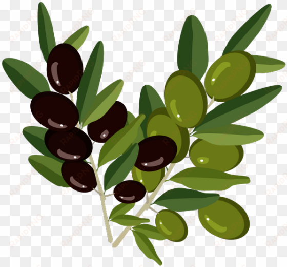 Оливки, Веточка Оливы, olive branch, oliven, olivenzweig, - Веточки Оливы Пнг