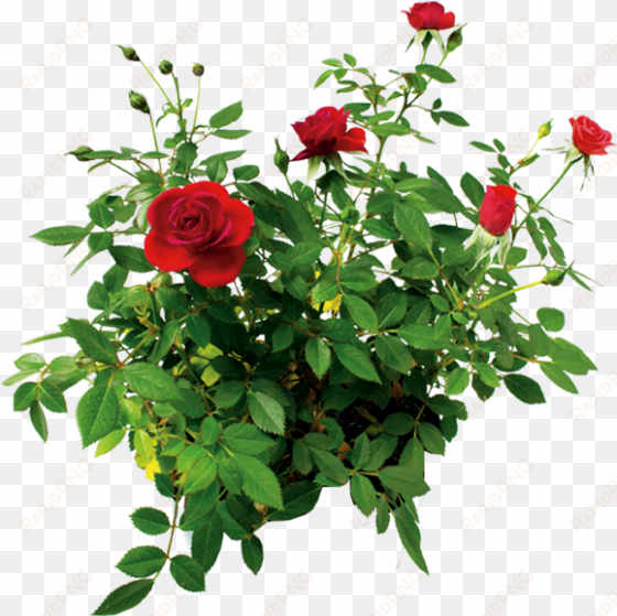 Цветок Розы, Куст Розы Красной, Rose Flower, Rose Bush - Bush Of Roses Png transparent png image