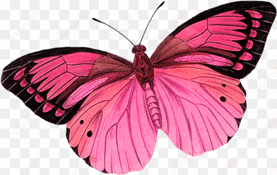 سكرابز بدون تحميل scraps butterfly clip art, butterfly - pink butterfly transparent background