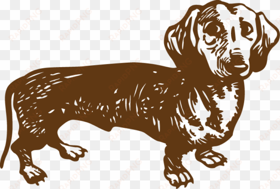 dachshund-converted - dachshund