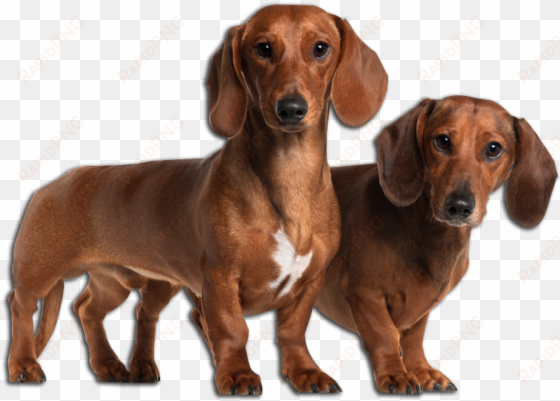 dachshund image - basset hound mixed with wiener dog