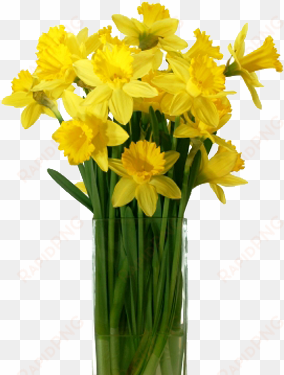 daffodil flower png photo - yellow flower vase png