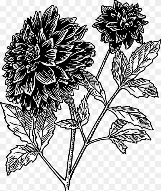 dahlia clip art free vector - dahlia clipart black and white