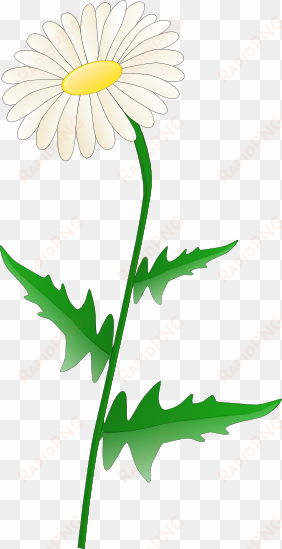 daisy clipart transparent background - daisy clipart