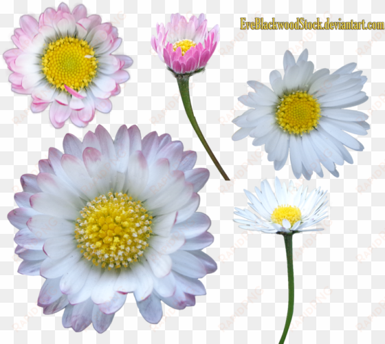 daisy clipart transparent background - portable network graphics